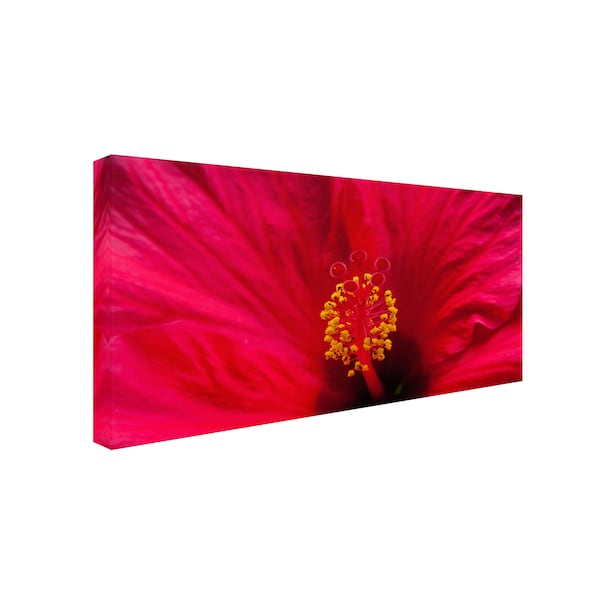 Kurt Shaffer 'Red Red Hibiscus' Canvas Art,10x19